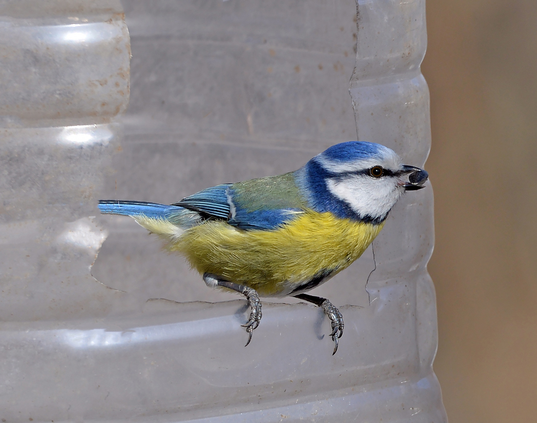 Blue tit