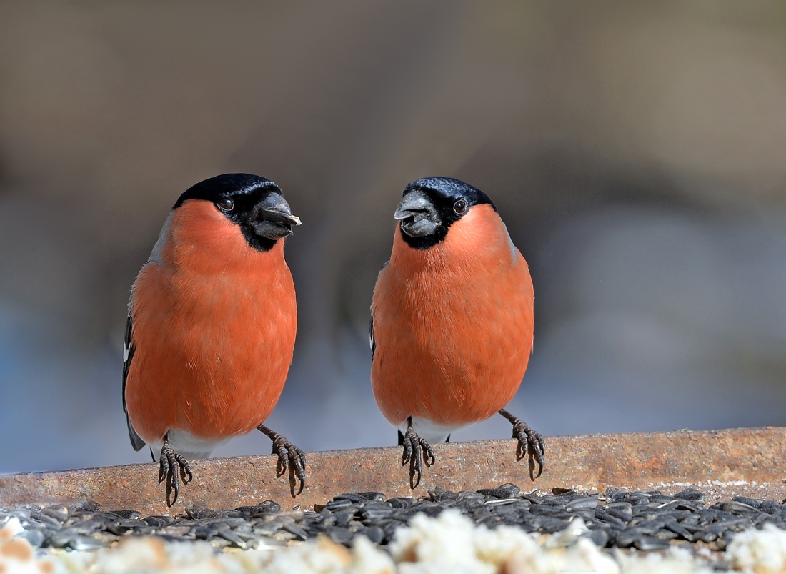 Bullfinch