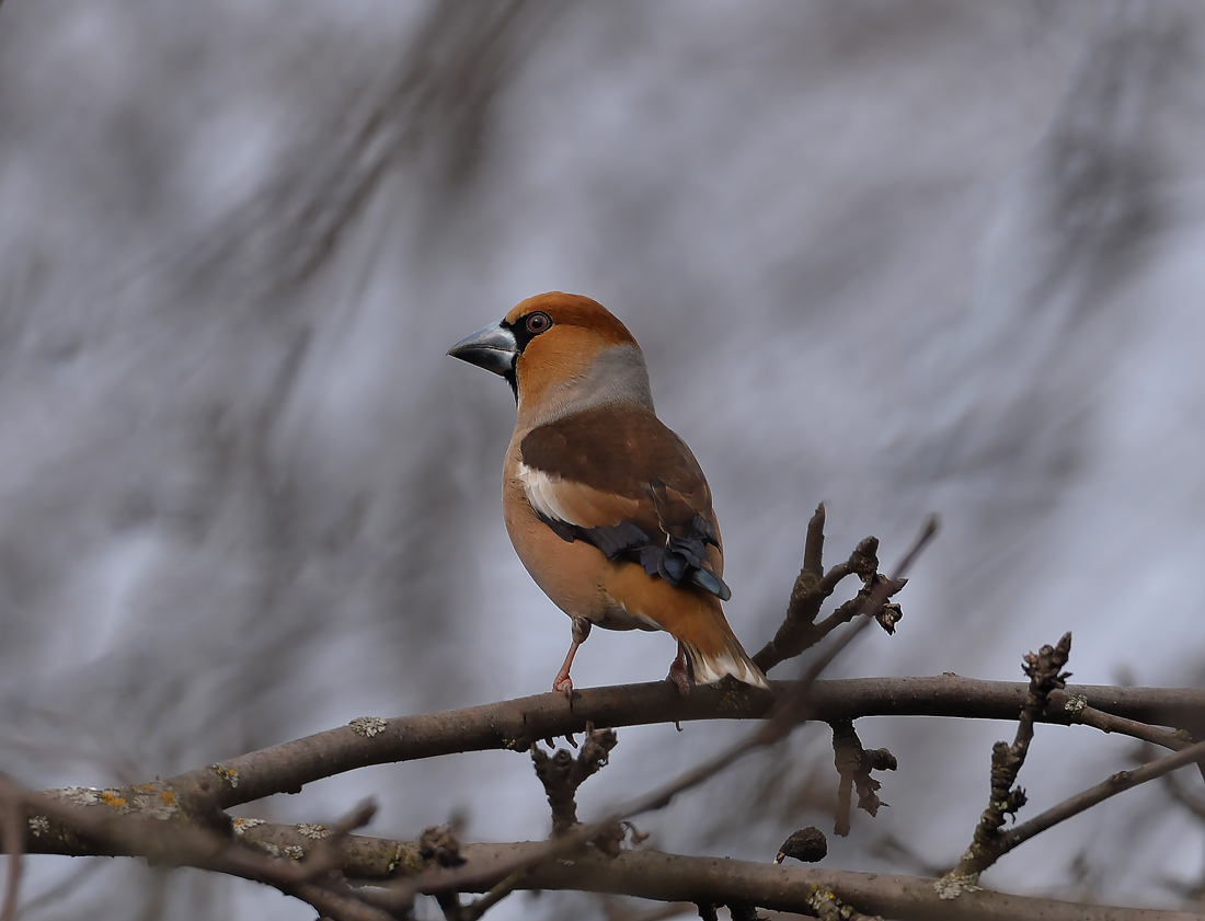 Grosbeak