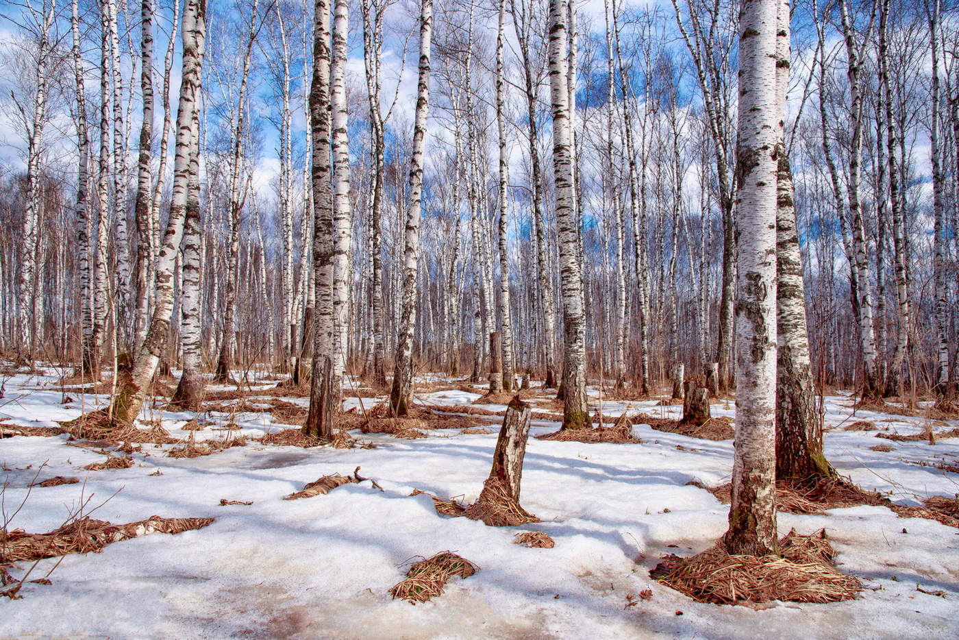 Last Snow