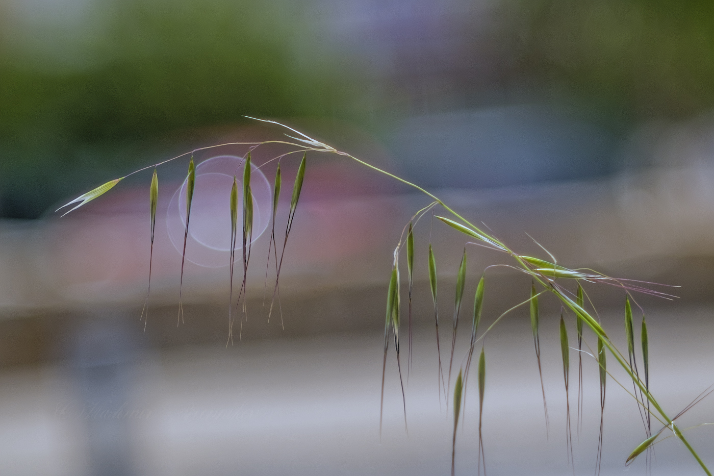 Gracefulness
