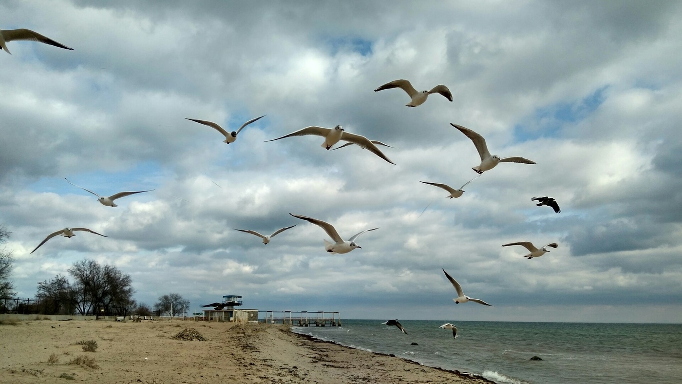 Seagulls