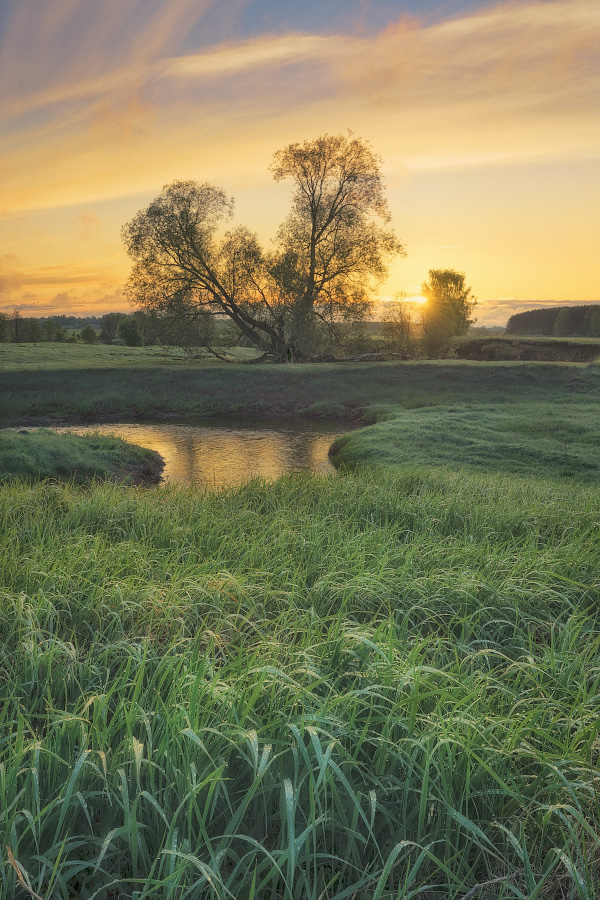on the morning dew