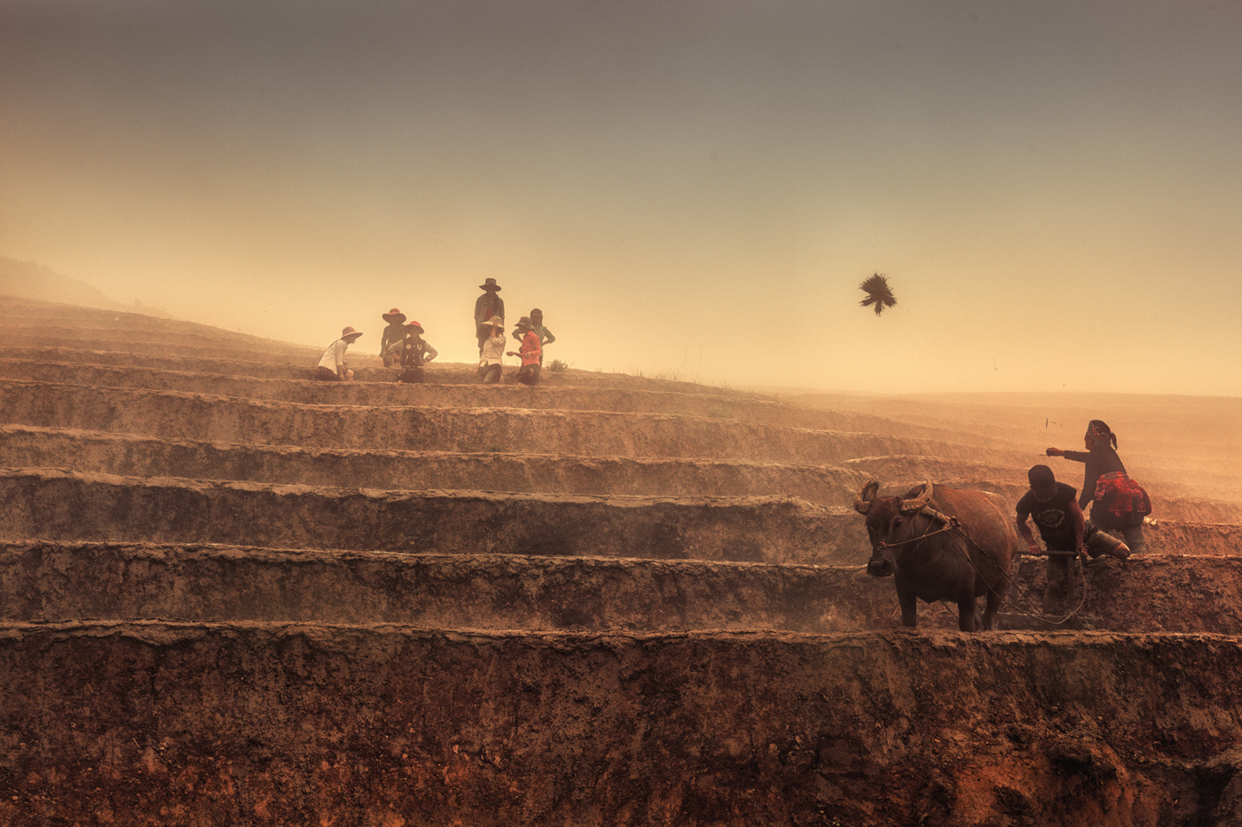 On rice terraces ...