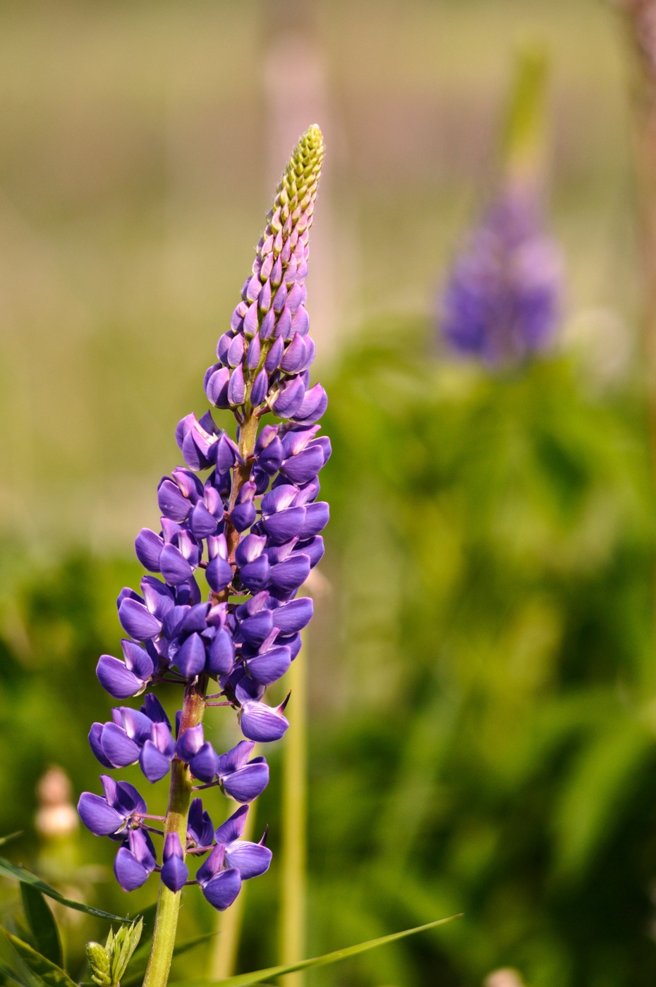 In the field.