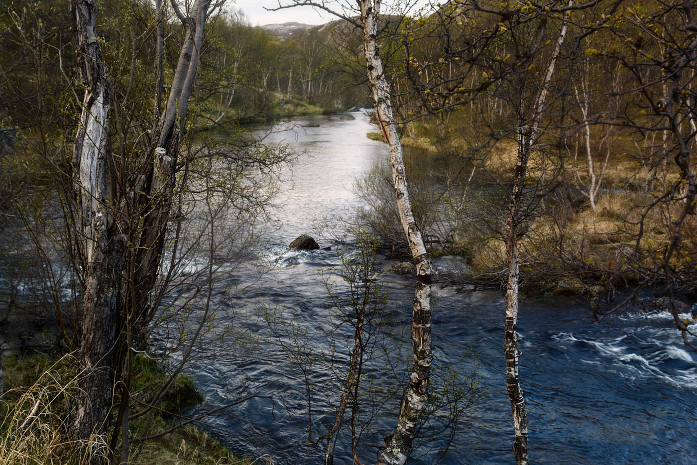 Northern Summer