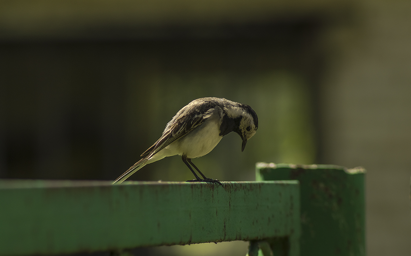 Wagtail