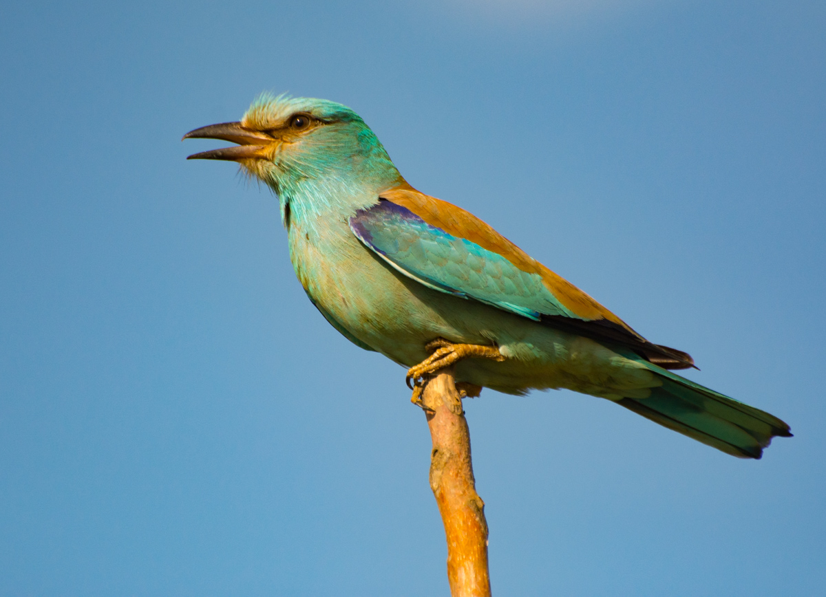 Roller