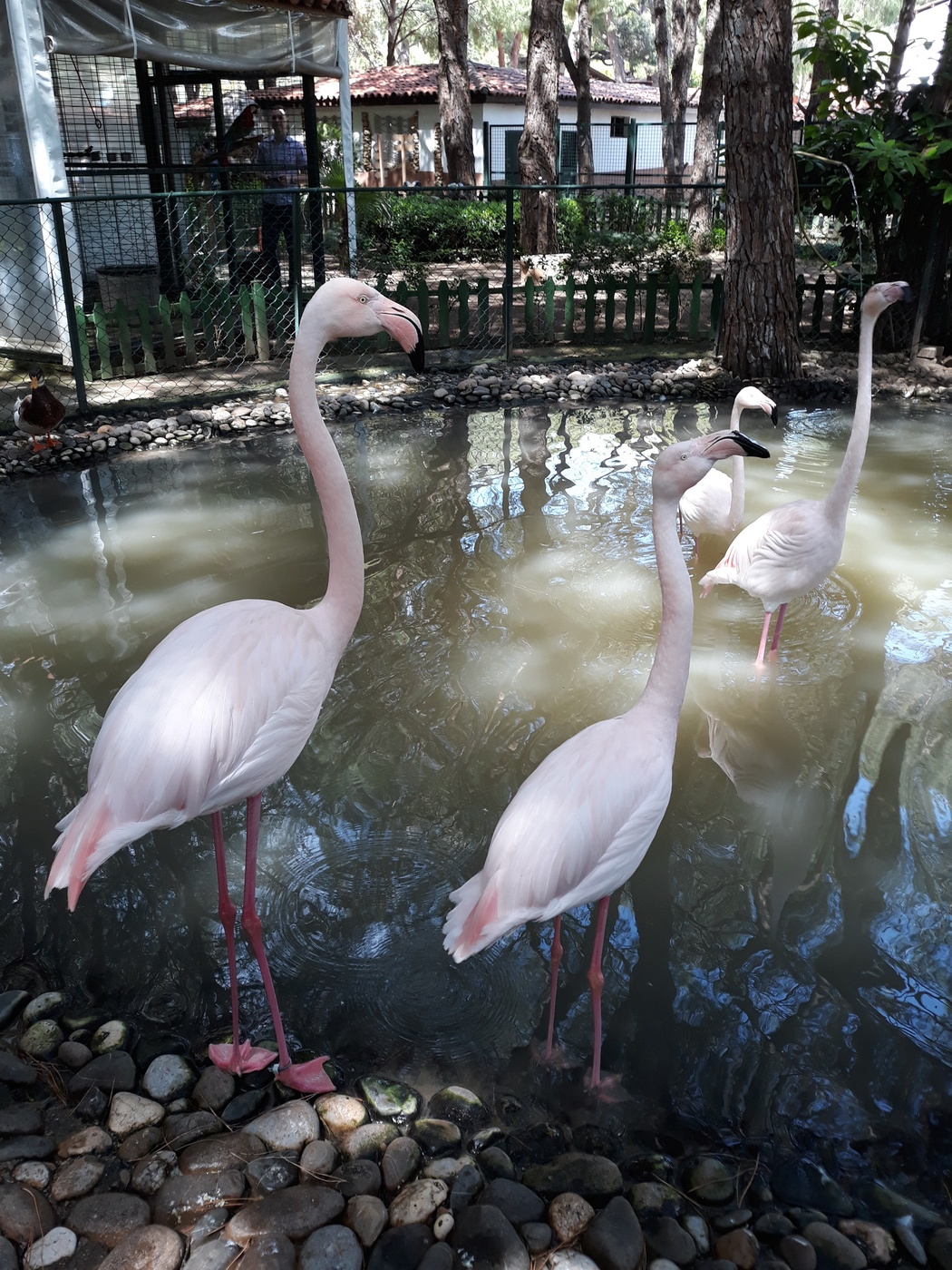Pink Flamingos