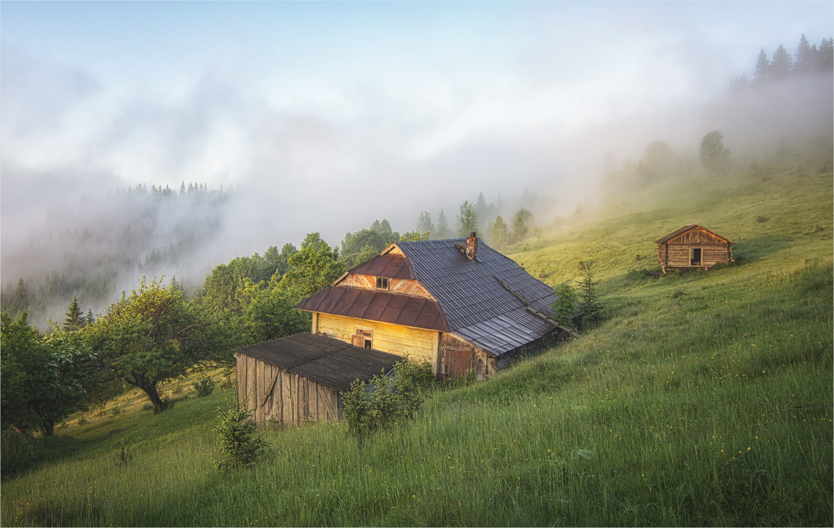 At the edge of forest