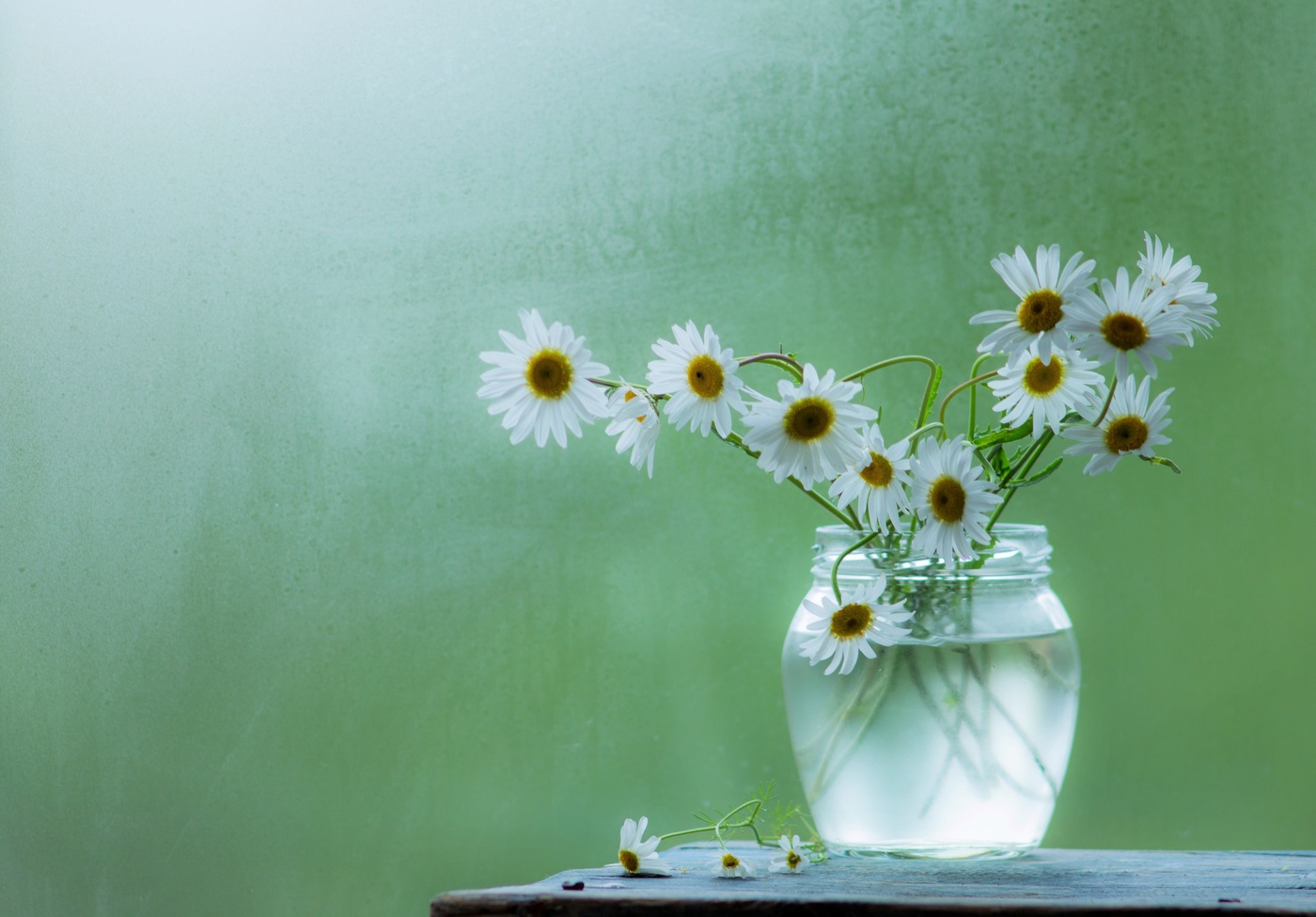 Daisies