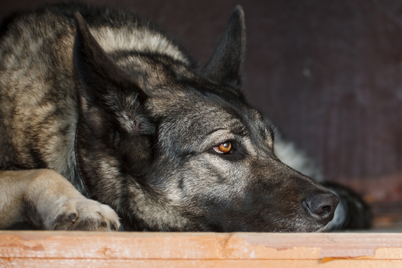 portrait of a dog