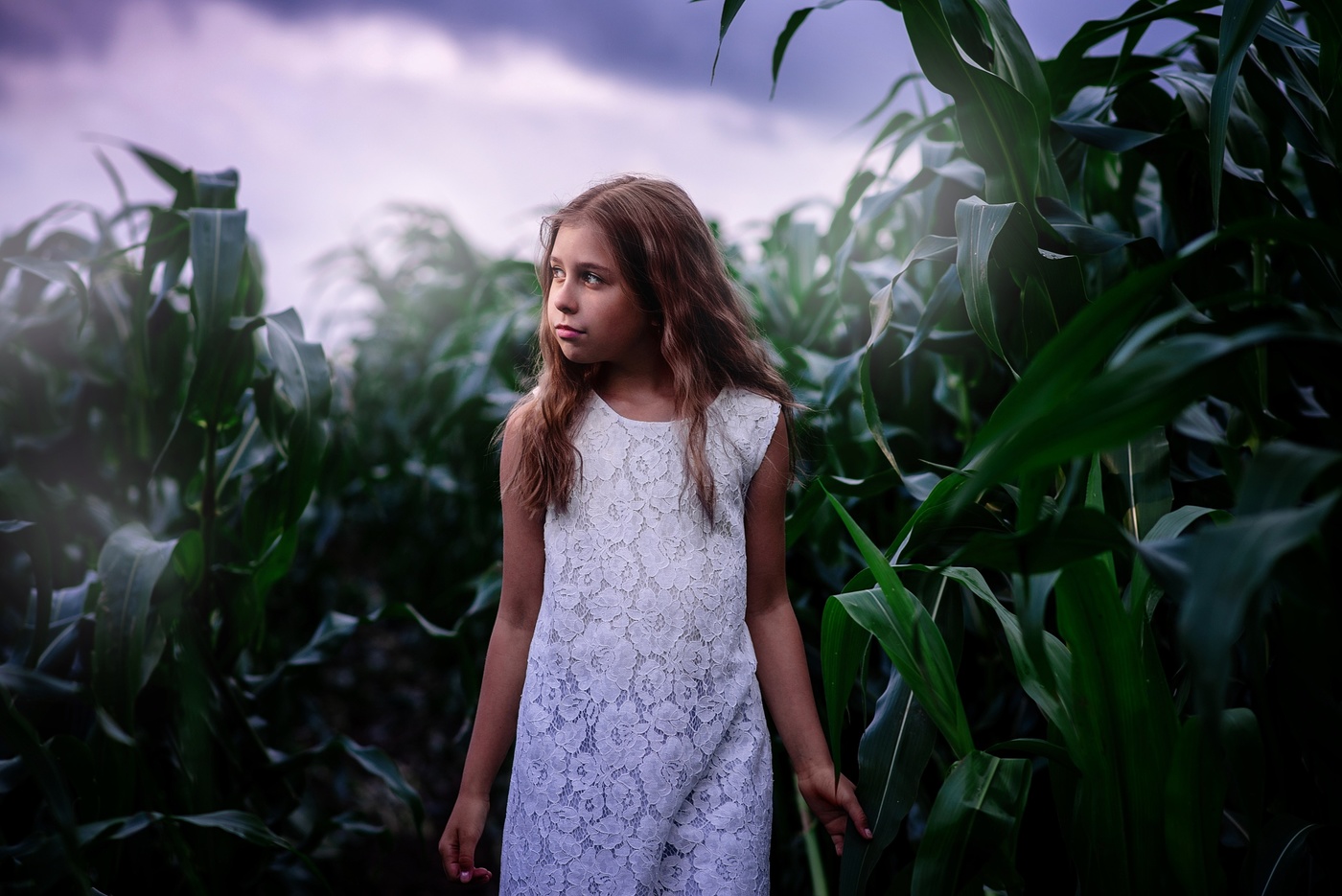 In corn