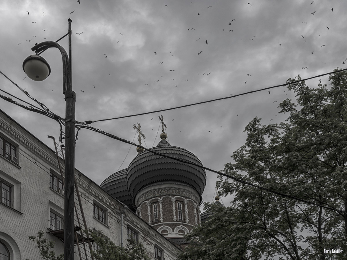 Птицы