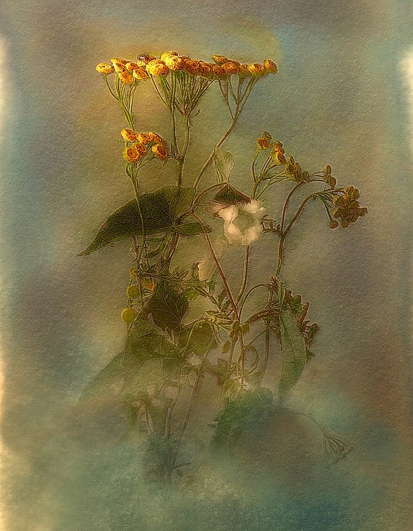 Tansy