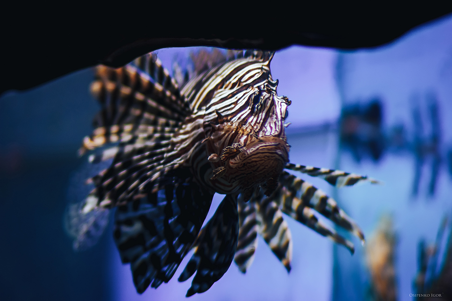 Lopingian Fish / photo