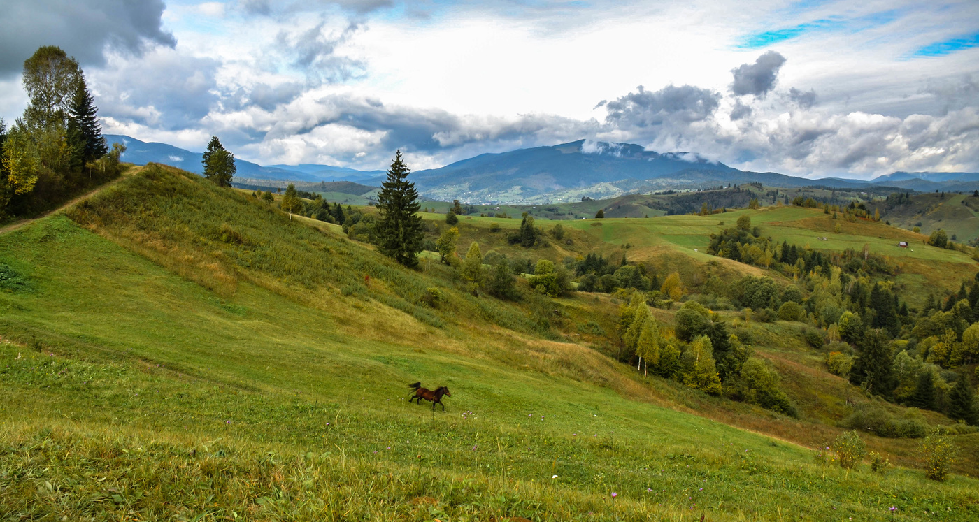 Landscape with horse