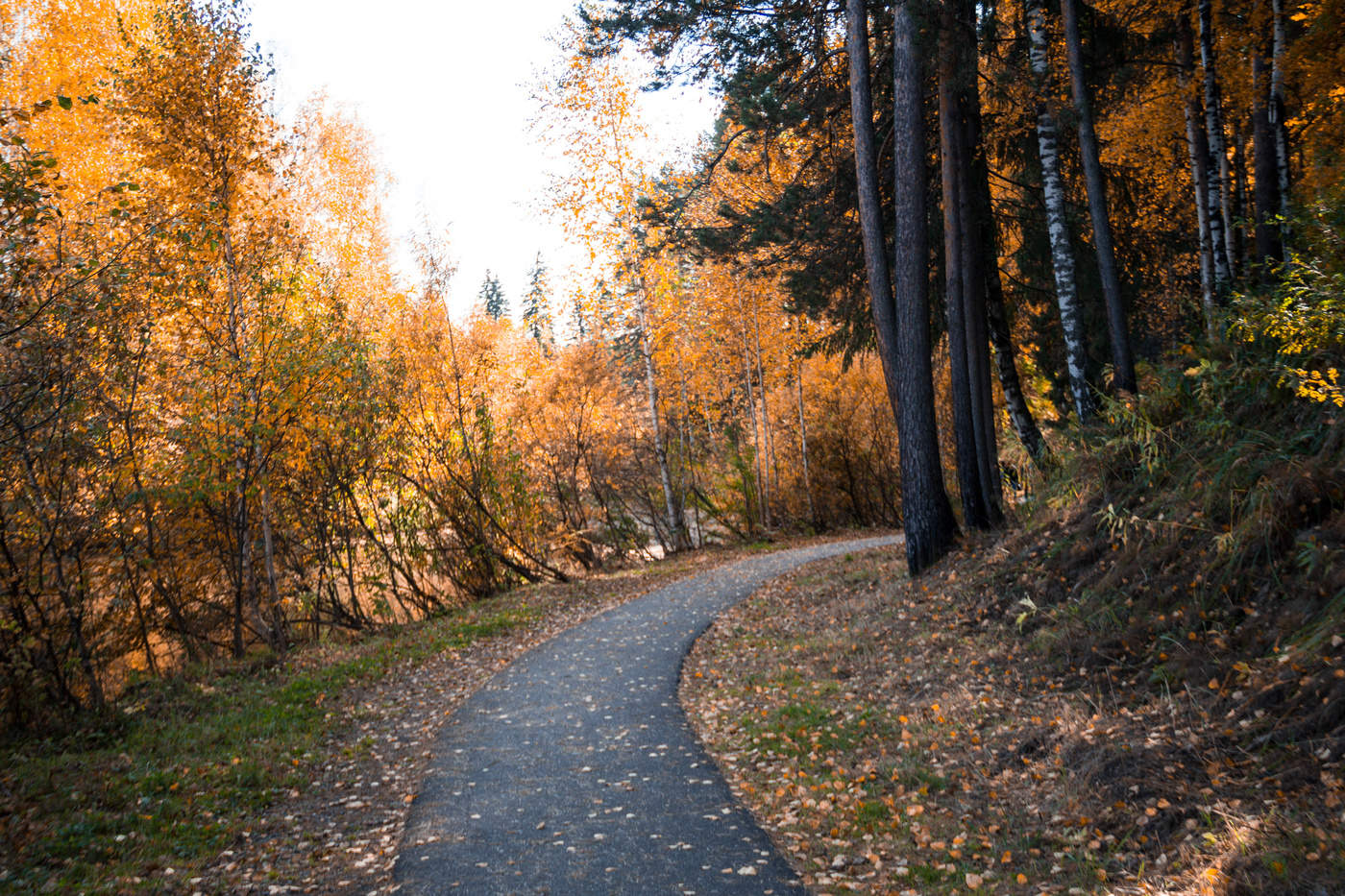 Roads of the Fall