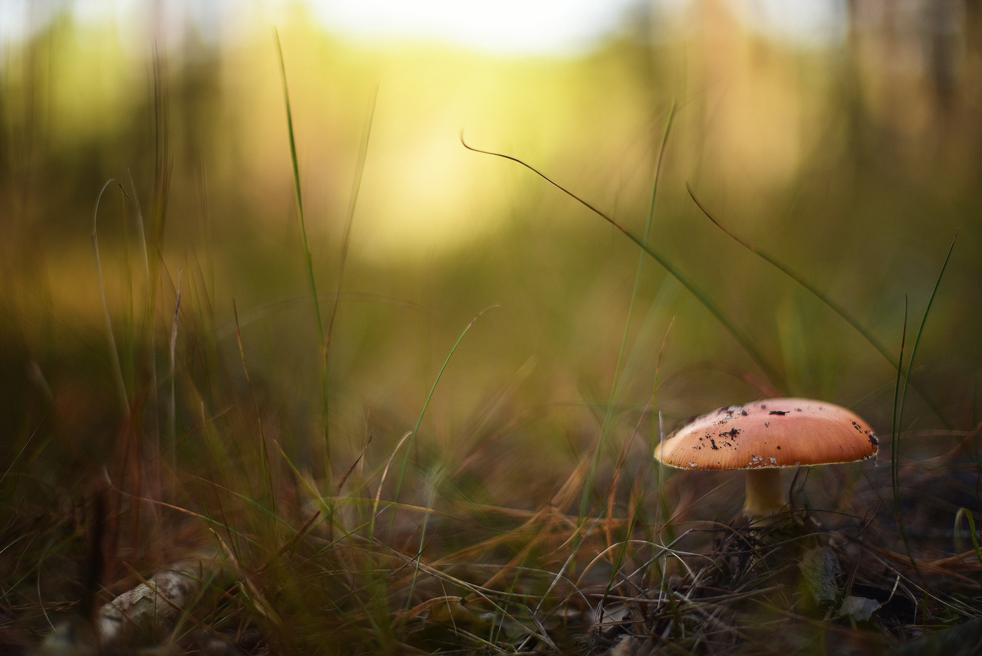 Fly-agaric