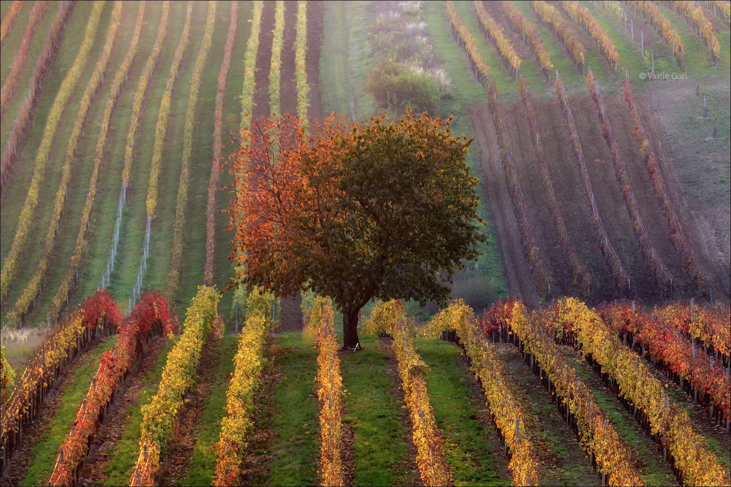 Vinic podzim