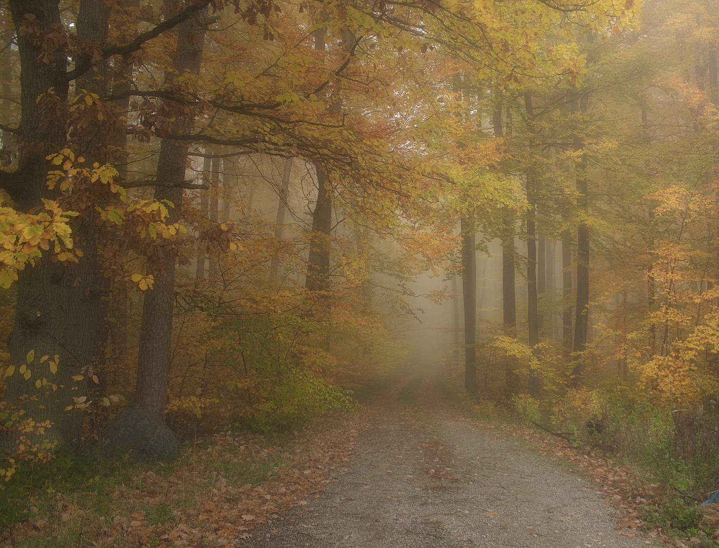 Foggy morning