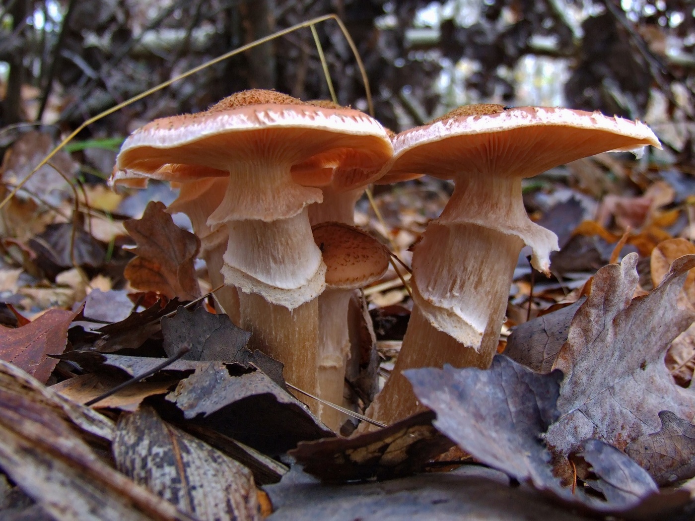 Honey mushrooms