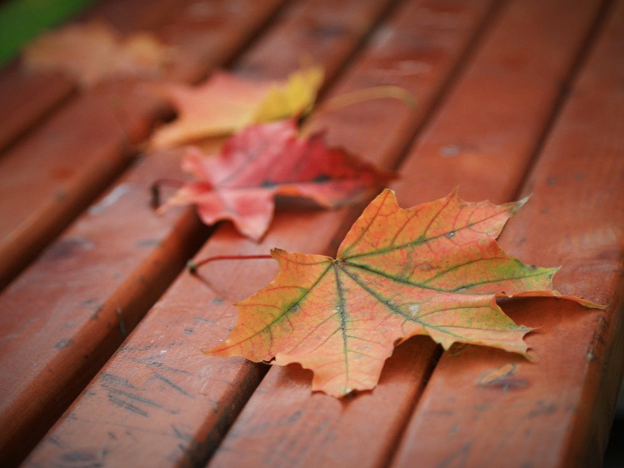 *Autumn sketch**