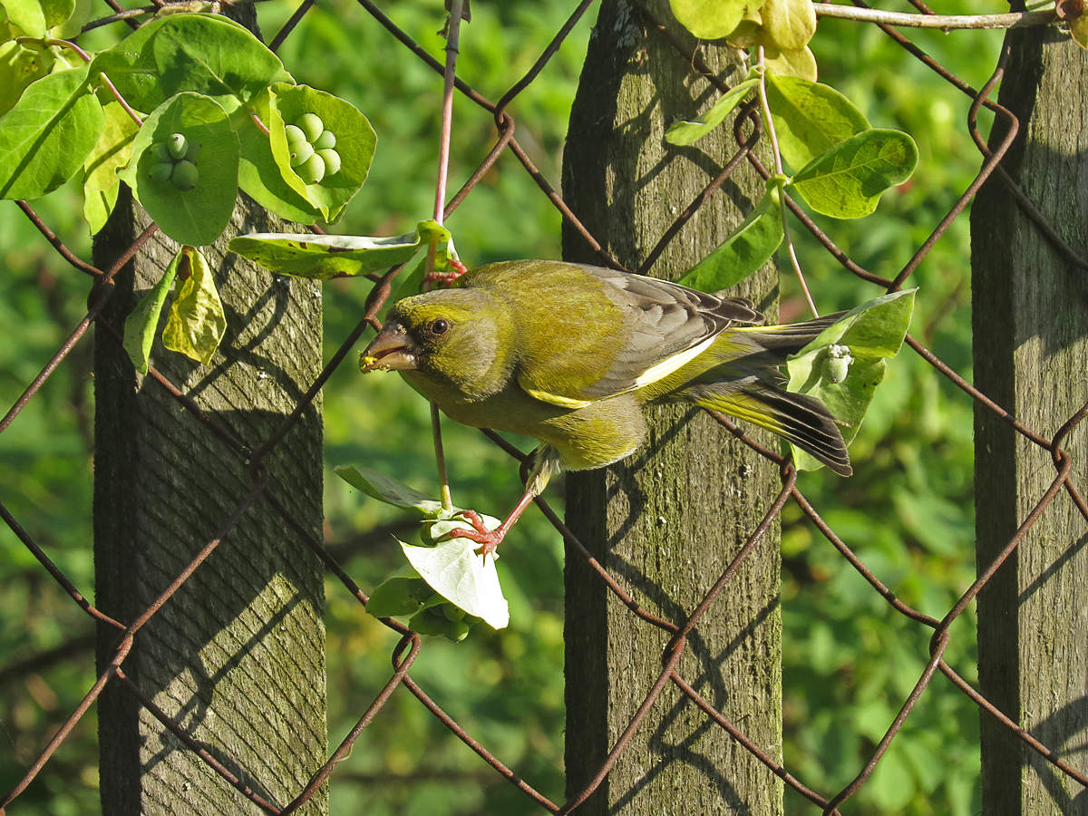 Yellow Wagtail