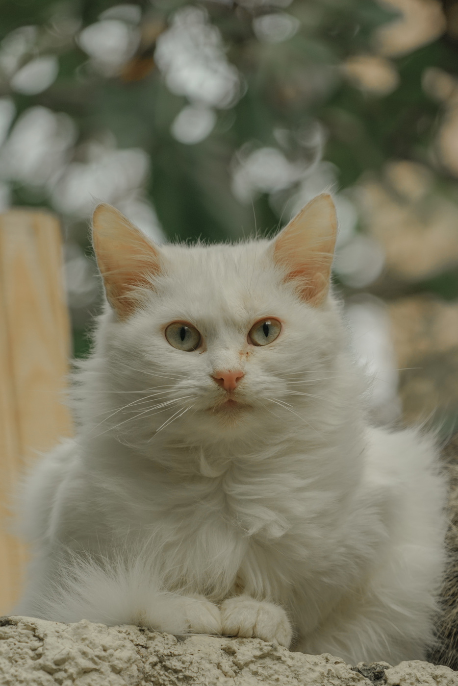 cat