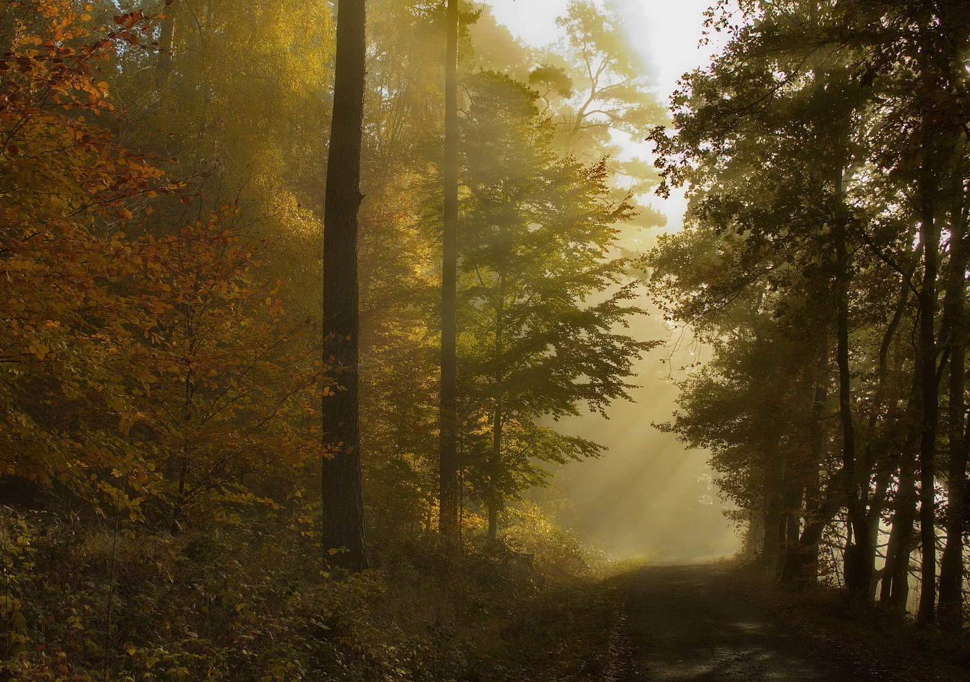 Fog and sun