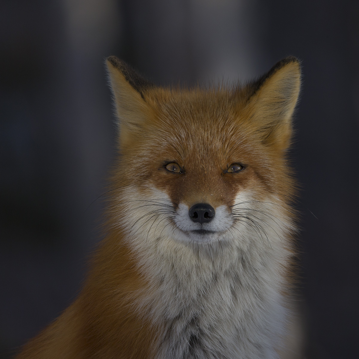Passport photo