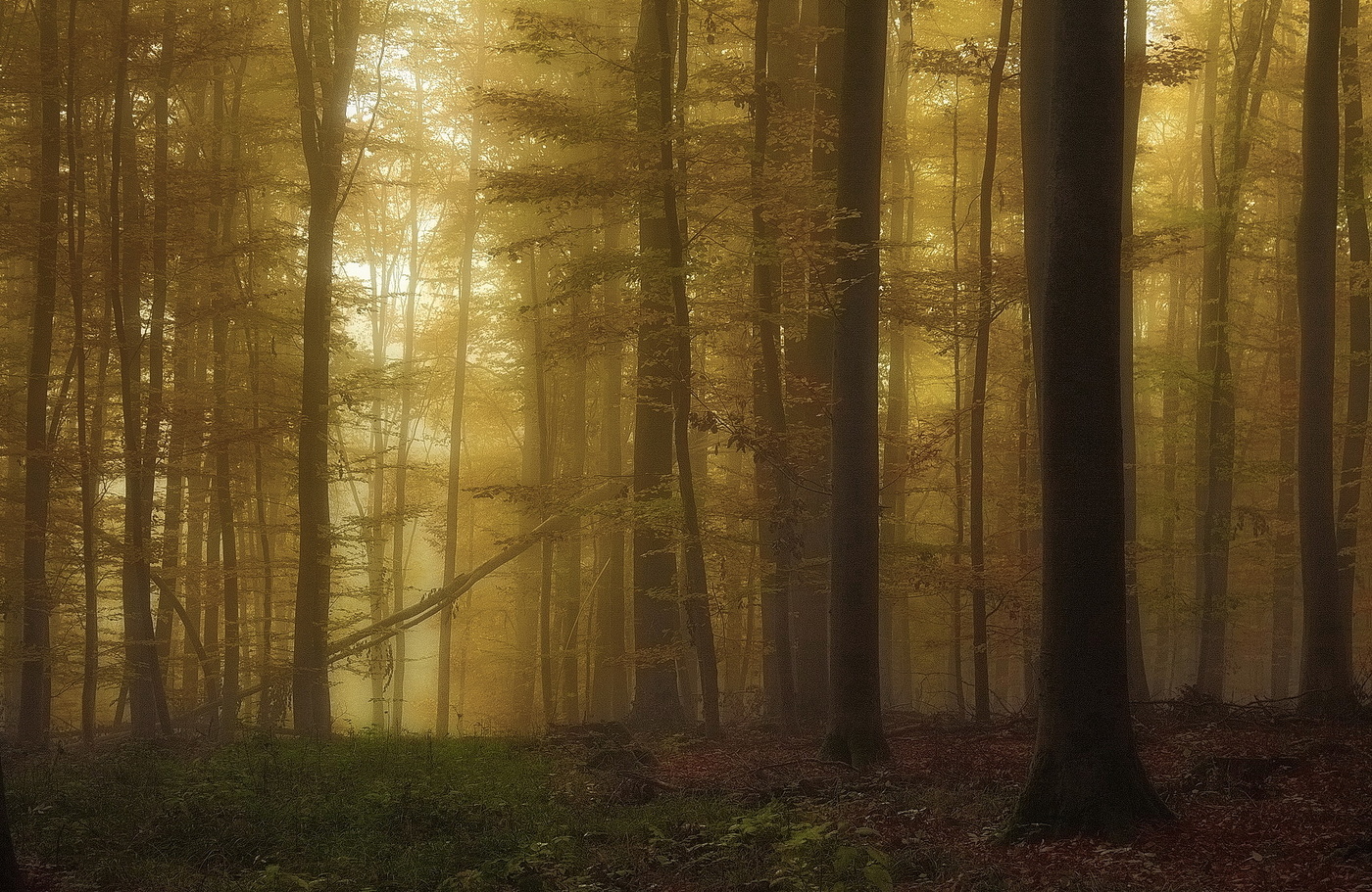 Forest wakes