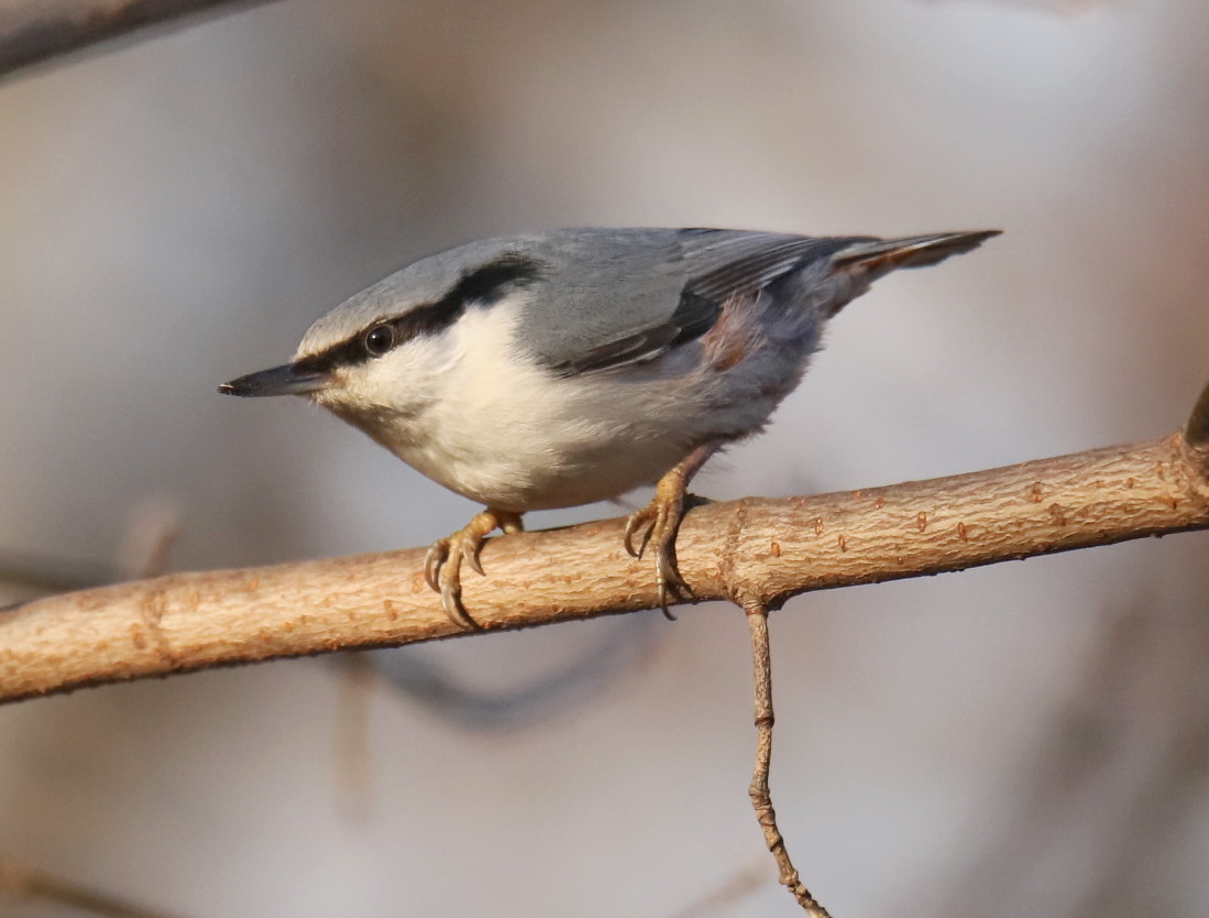 Nuthatch
