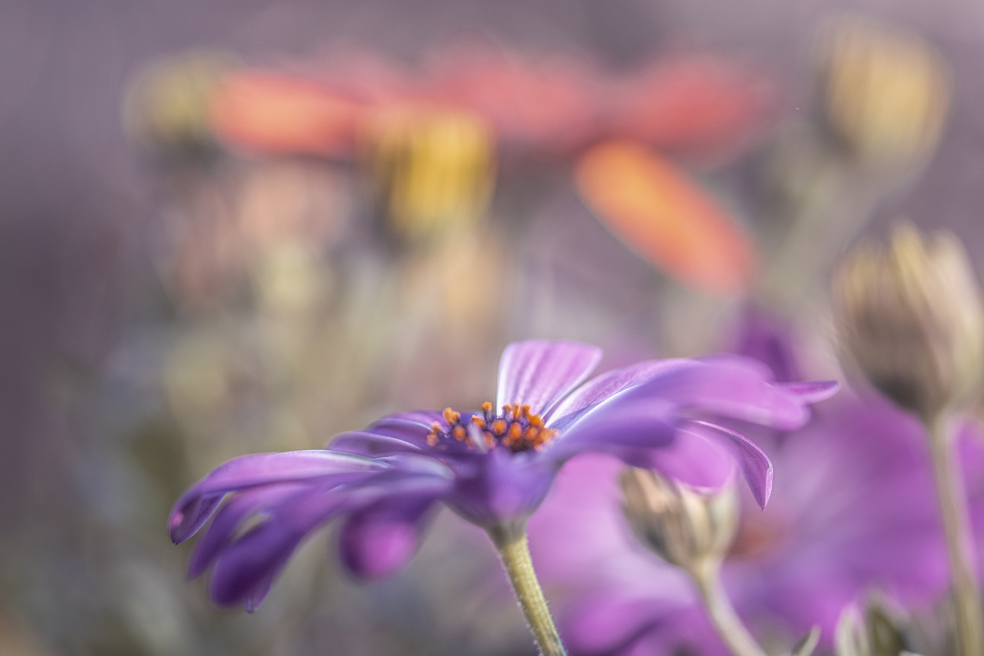 soft flowers
