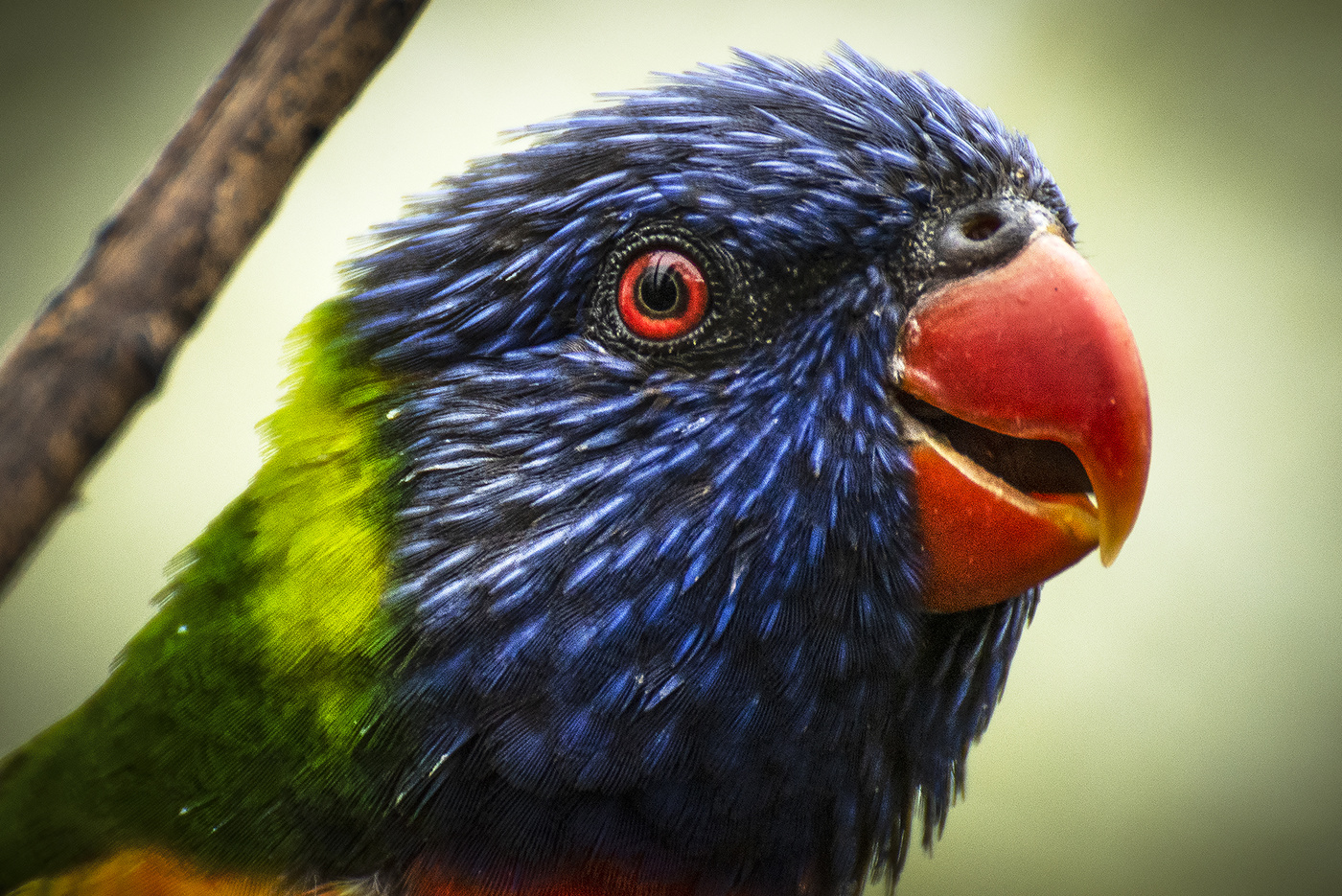 rainbow lorikeet II