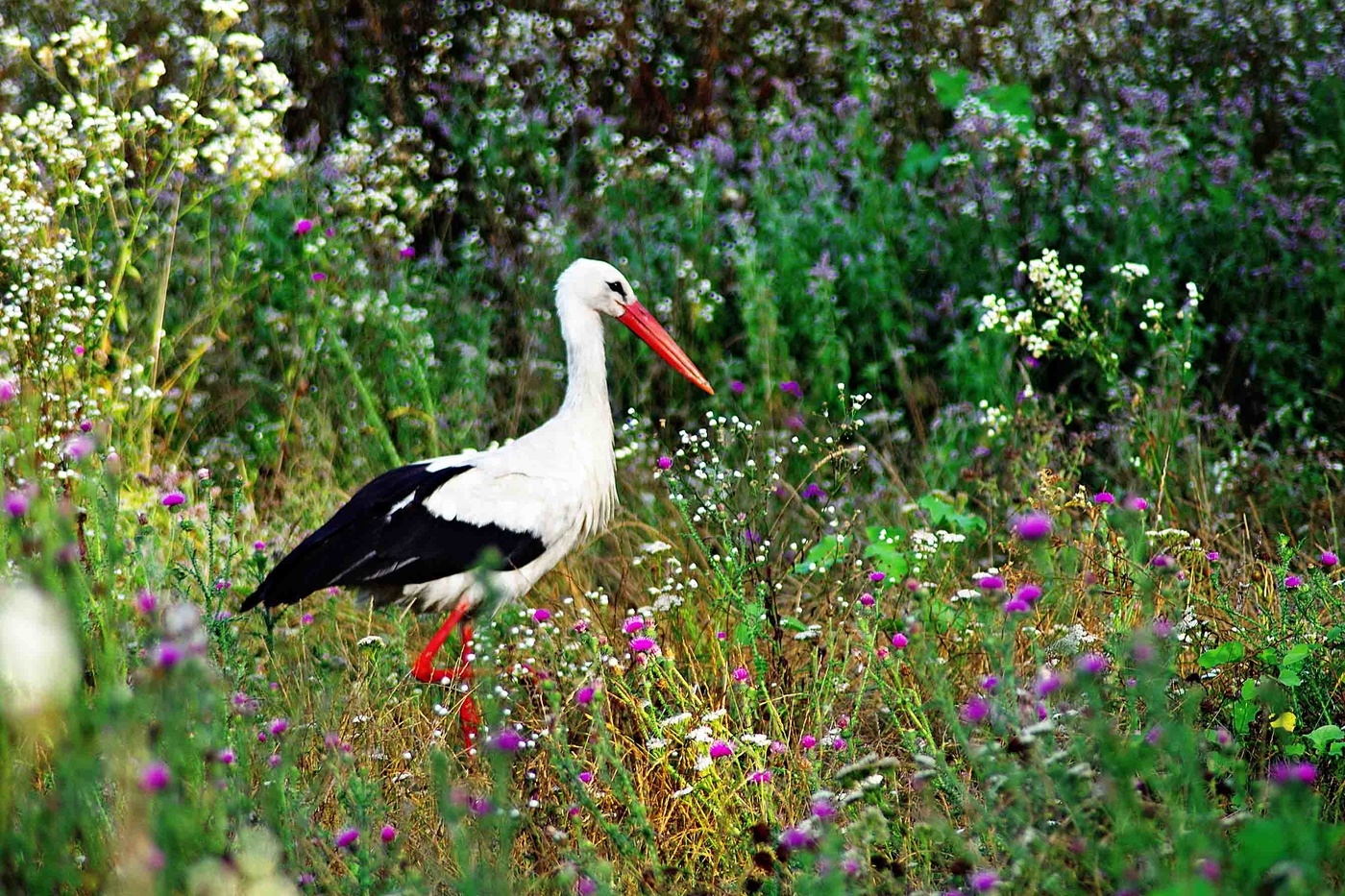 Stork