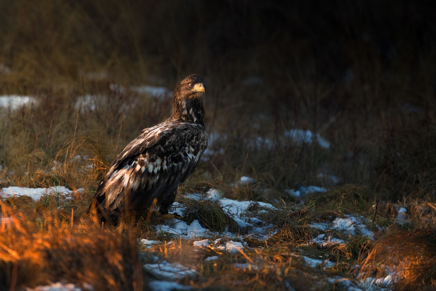 White-tailed eagle