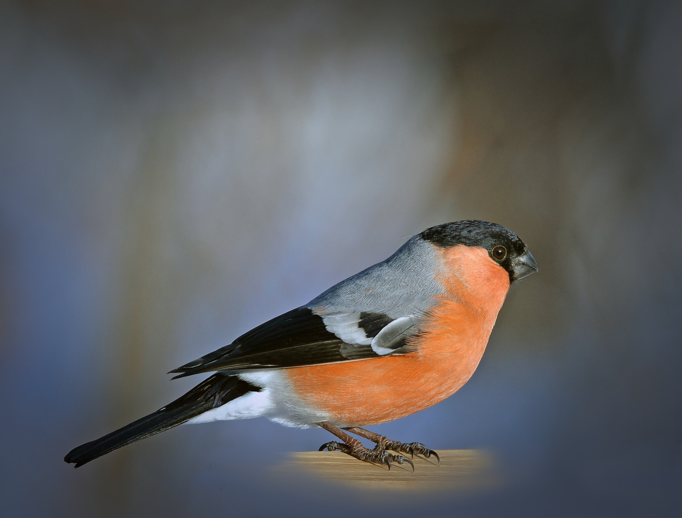 Bullfinch