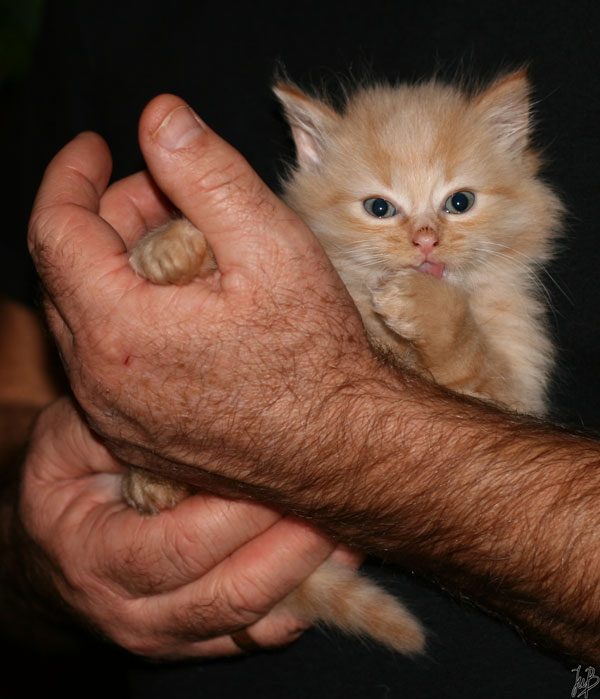 Katz