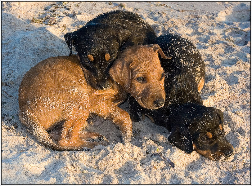 brothers