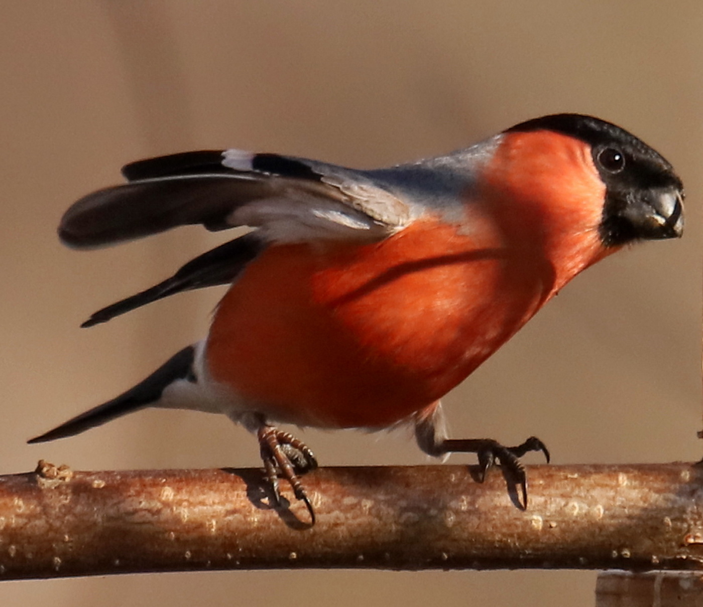 Bullfinch