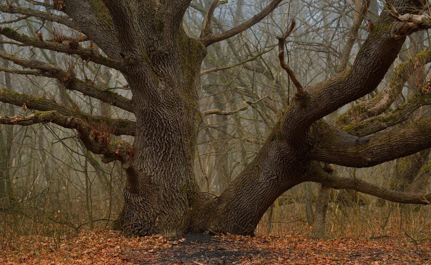 Oak-tree