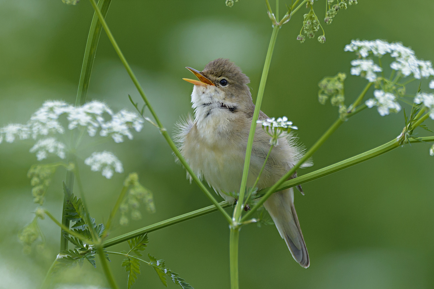 Soloist