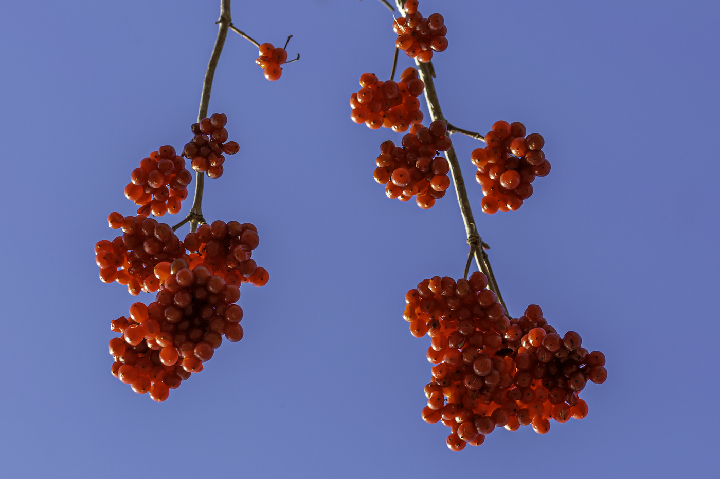 Red on the Branch