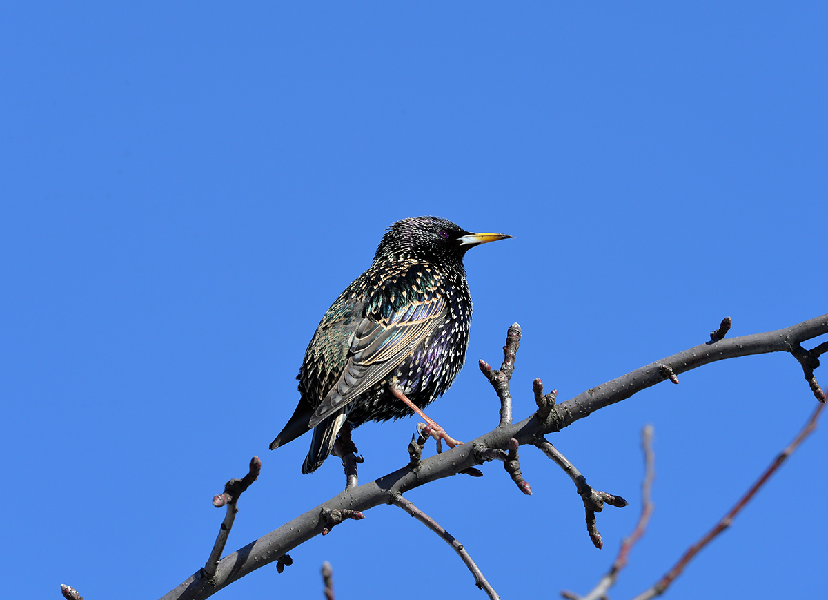 Starling