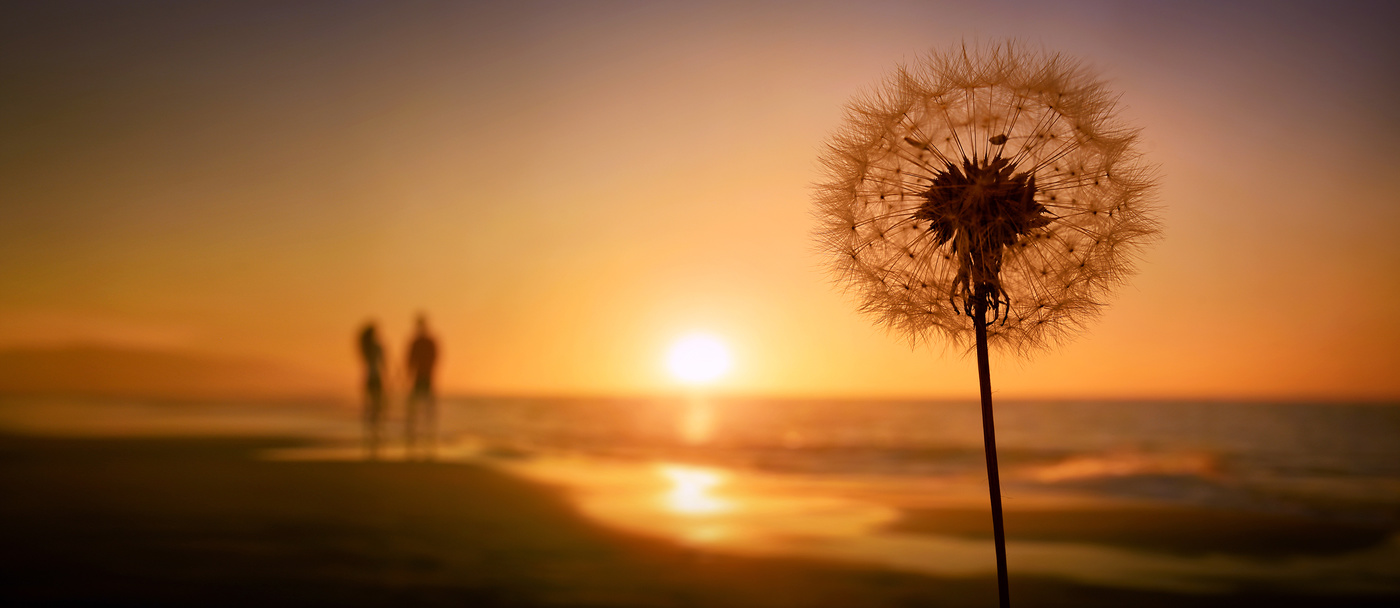 Dandelion