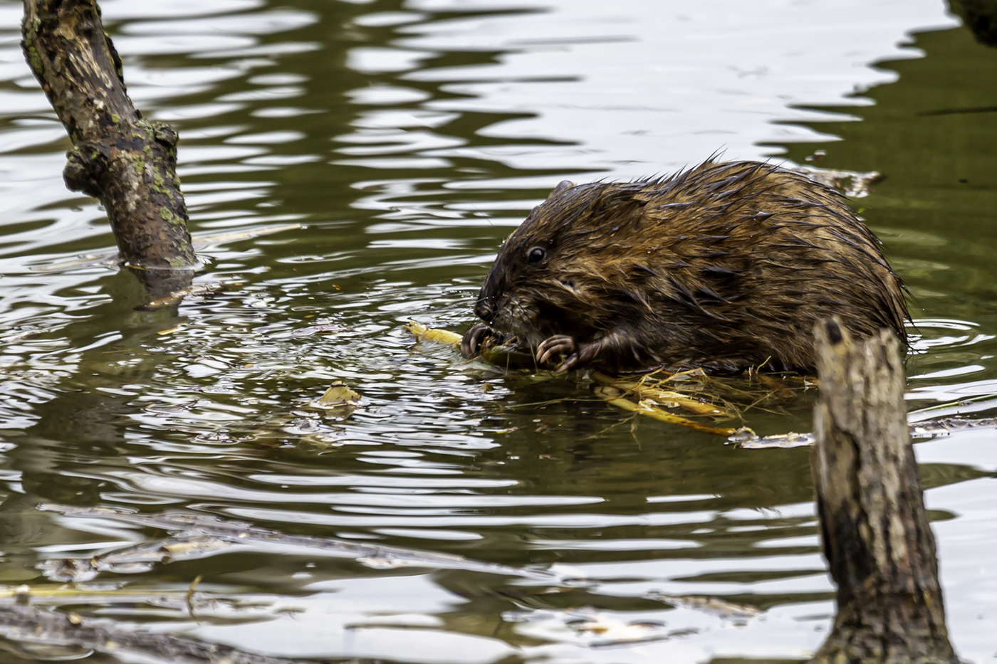 Muskrat