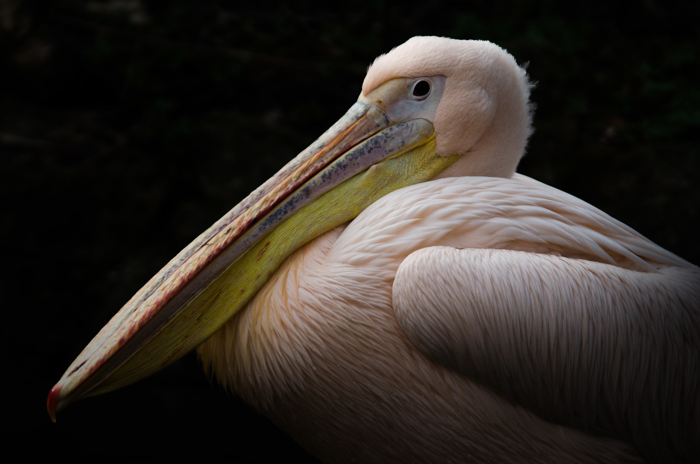 Pelikan