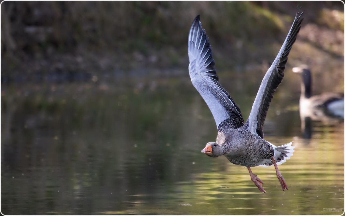 flying goose