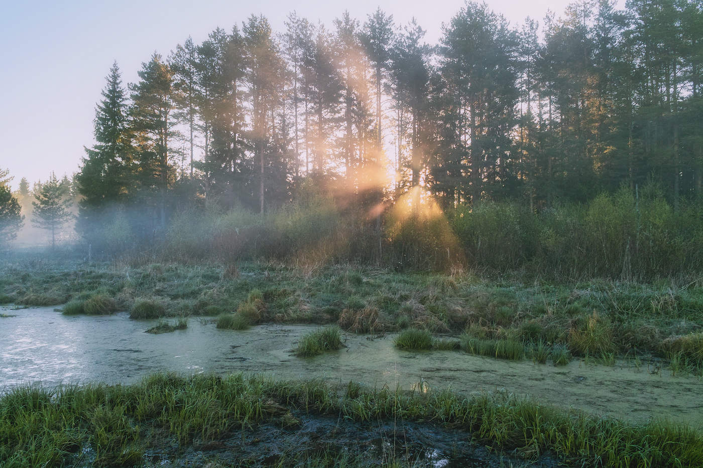 Dawn on the swamp